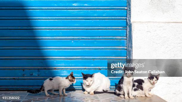 cats inside the medina of tunis - vier tiere stock-fotos und bilder