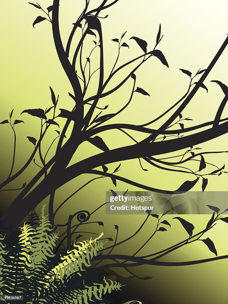 Leafy tree with ferns