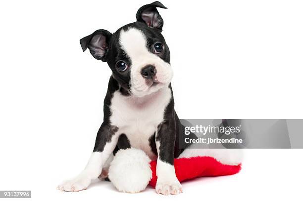 boston terrier puppy posing with its head tilting - terrier stock pictures, royalty-free photos & images