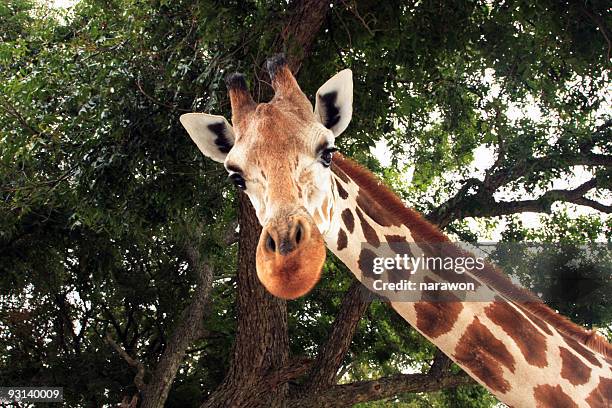 giraffe - white giraffe bildbanksfoton och bilder