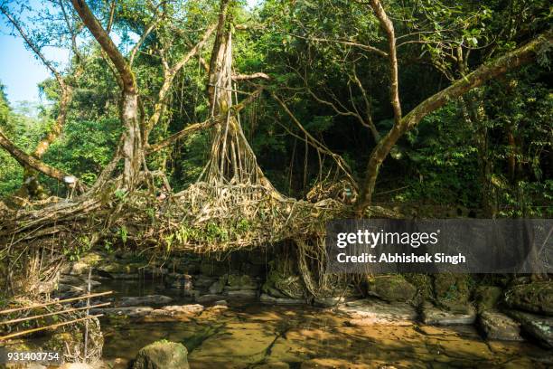 Root Bridge Assam Root Bridge India Photos and Premium High Res Pictures - Getty Images