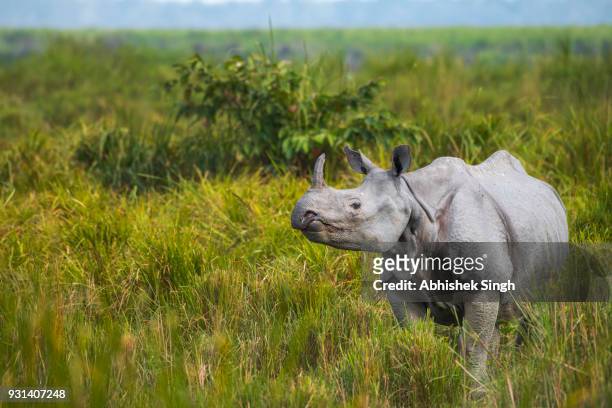 one horned rhinoceros - nashorn stock-fotos und bilder