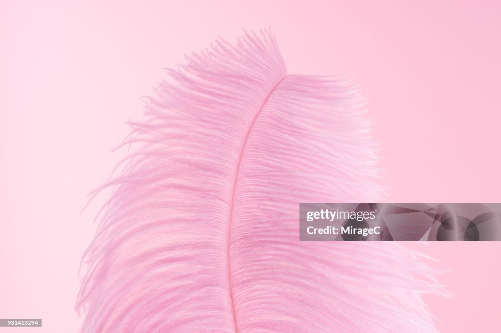 Pink Feather