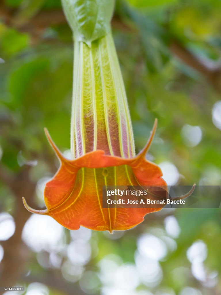 Close-up  brugmansia orange flower, in the garden illuminated by the sun and with the background defocused.