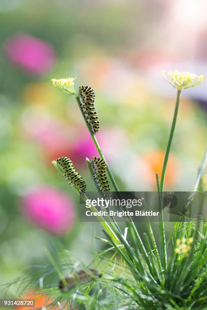caterpillar of swallowtail - brigitte blättler stock pictures, royalty-free photos & images