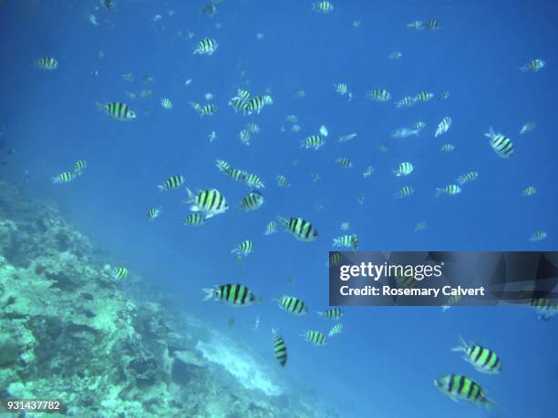 water teaming with sergeant major fish. maldives, 2018 - sergeant major fish stock pictures, royalty-free photos & images