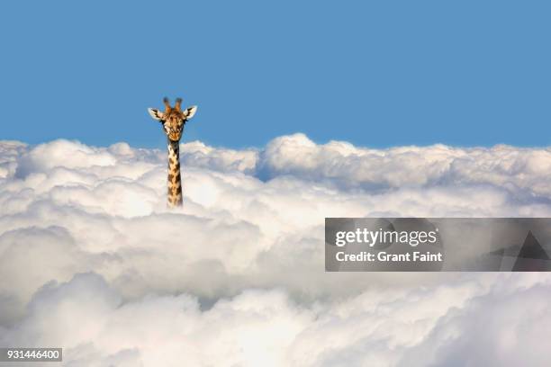 giraffe sticking his head out of clouds. - african animals photos et images de collection