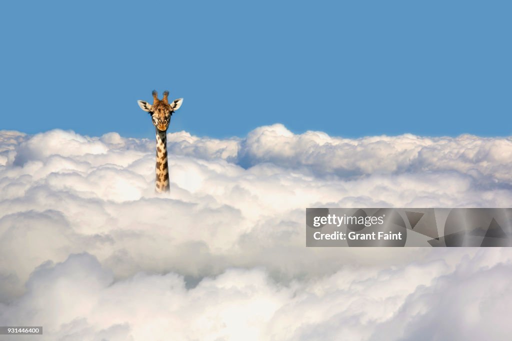 Giraffe sticking his head out of clouds.