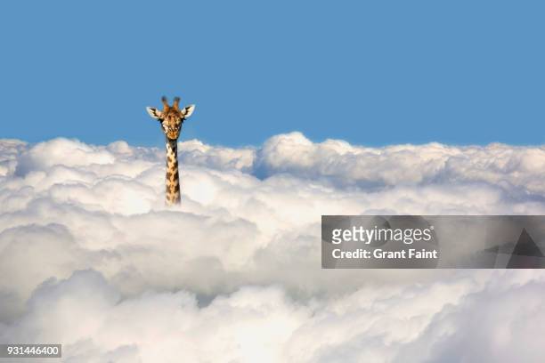 giraffe sticking his head out of clouds. - funny animals 個照片及圖片檔