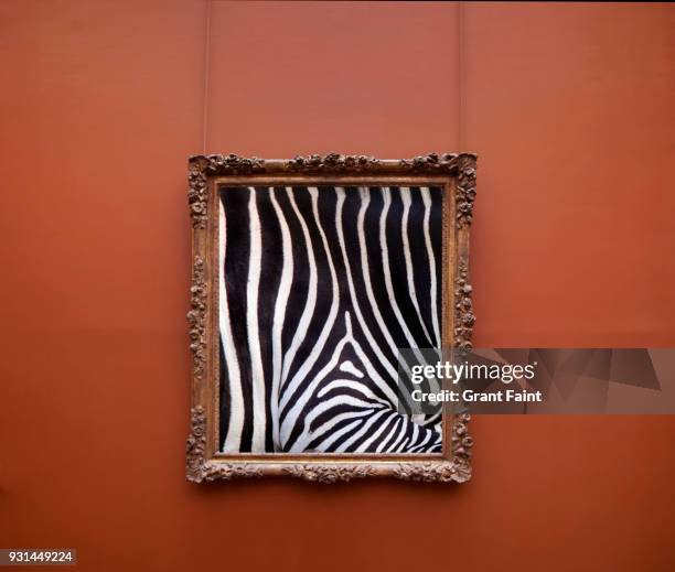 photographic of zebra stripes in frame on wall. - photo frame stock pictures, royalty-free photos & images