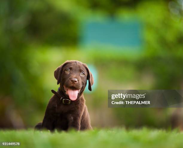 Pretty Labrador 4,359 Cute Labrador Puppies Stock Photos, High-Res Pictures, and Images ...