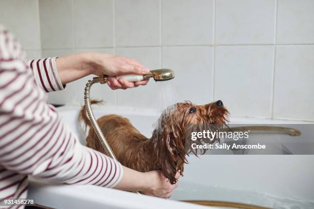 woman bathing her puppy - red tub stock pictures, royalty-free photos & images