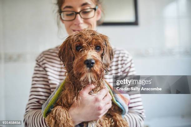 woman bathing her puppy - red tub 個照片及圖片檔