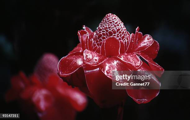 red torch ginger flower, hawaii - ginger flower stock pictures, royalty-free photos & images