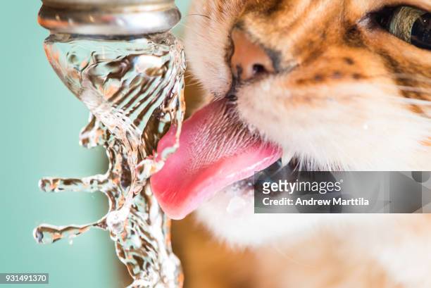cat drinking from faucet - cat drinking water stock pictures, royalty-free photos & images