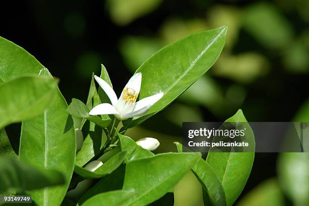 orange  blossom - orange blossom stock pictures, royalty-free photos & images