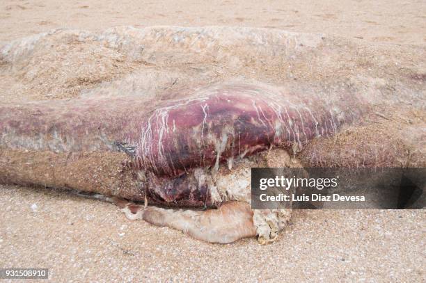 sperm whale, cachalot - morphologie stock-fotos und bilder