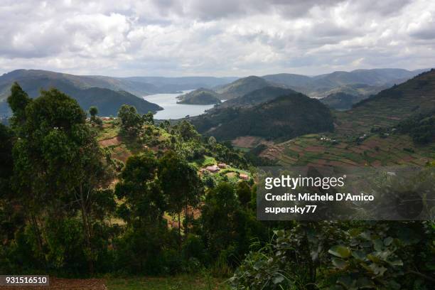 the steep lush hillslopes above lake bunyonyi - agroforestry stock pictures, royalty-free photos & images