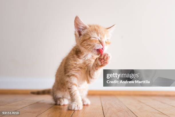 kitten cleaning her paws - feet lick bildbanksfoton och bilder