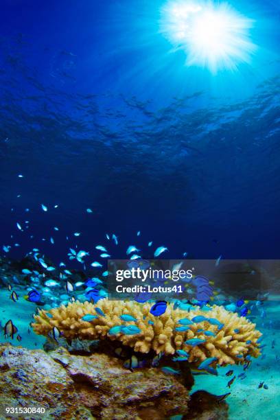 palette surgeonfish - blauer doktorfisch stock-fotos und bilder