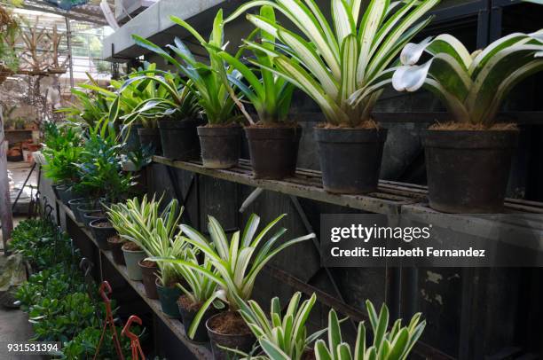tropical plants for sale in garden center. - polypodiaceae stock pictures, royalty-free photos & images