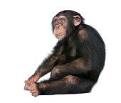 Young Chimpanzee - Simia troglodytes (5 years old)