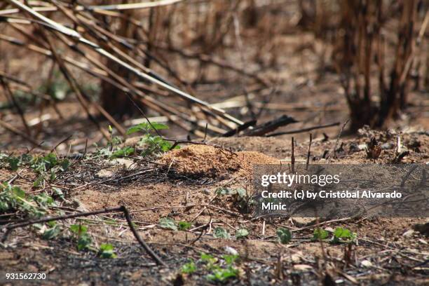 anthill - guarico state stock pictures, royalty-free photos & images