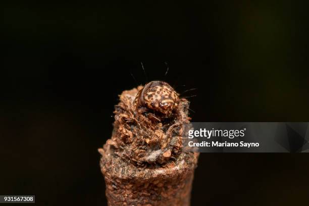 macro photography of a caterpillar cocoon in black background - olhos castanho claros - fotografias e filmes do acervo