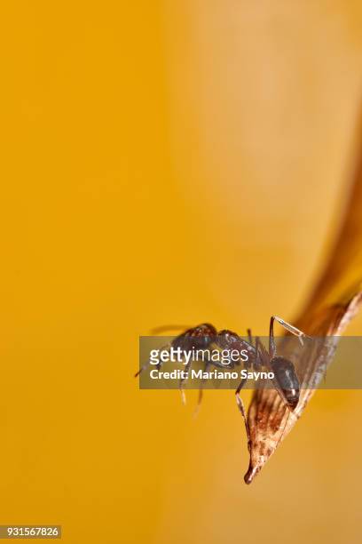 ant in dried leaf - ant bites stock pictures, royalty-free photos & images