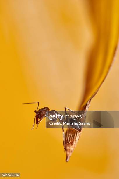 ant in dried leaf - ant bites stock pictures, royalty-free photos & images