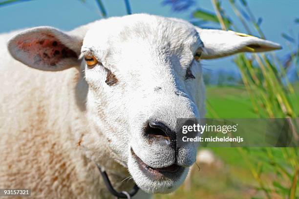 happy sheep - funny sheep stock pictures, royalty-free photos & images