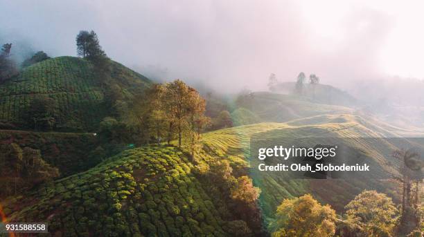 luftaufnahme von teeplantagen bei sonnenaufgang - india tea plantation stock-fotos und bilder