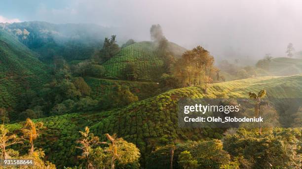 luftaufnahme von teeplantagen bei sonnenaufgang - cameroon stock-fotos und bilder