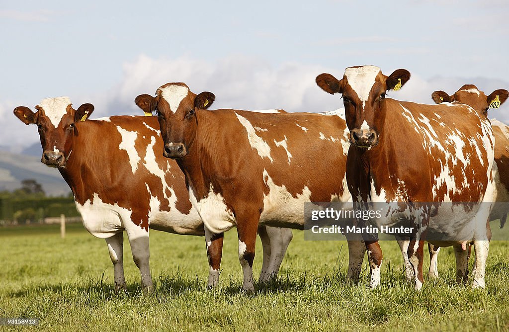Fonterra Co-operative Hold Annual General Meeting