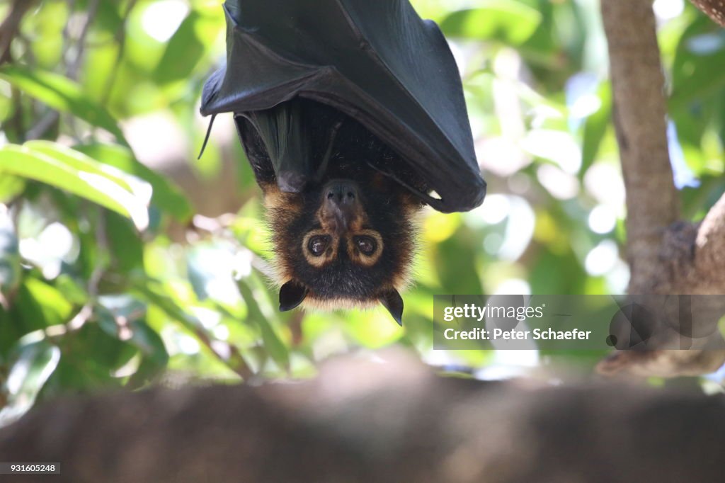 Low Angle View Of Flying Fox Hanging On Tree