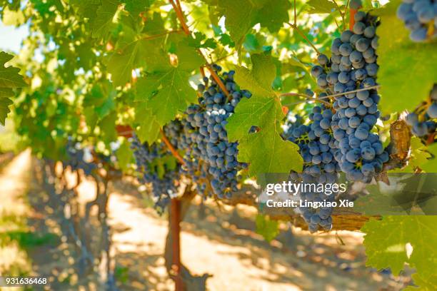 cabernet grapes growing on the vines, napa valley, california, usa - vineyard grapes landscapes stock pictures, royalty-free photos & images