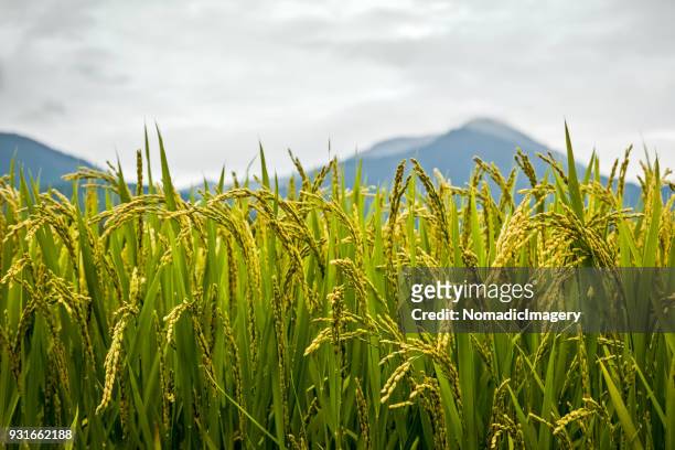 rice plants close-up detail of grains with mountain background - rice paddy stock pictures, royalty-free photos & images