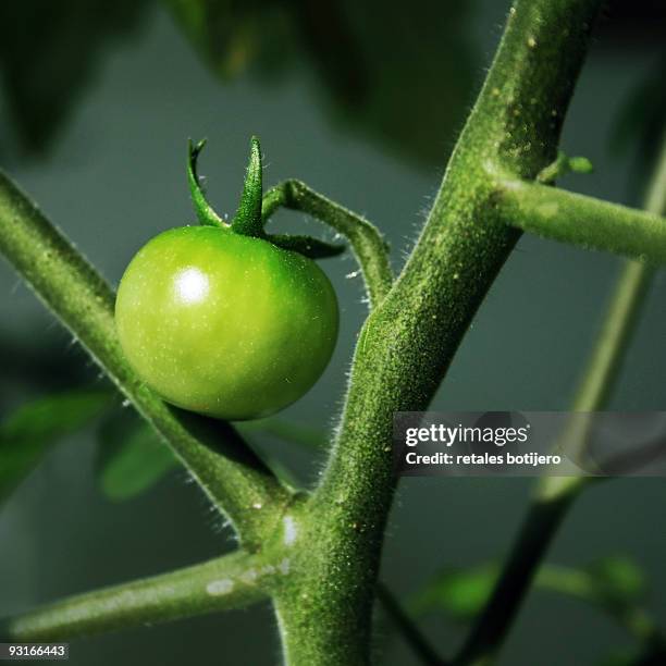 organic green tomato - retales botijero fotografías e imágenes de stock