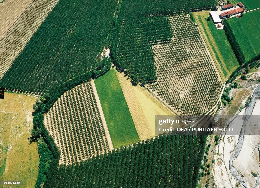 Poplar groves, aerial view, near Saluzzo, Piedmont