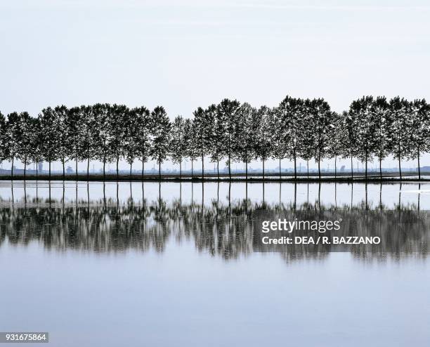 Poplar trees and rice fields near Novara, Piedmont, Italy.