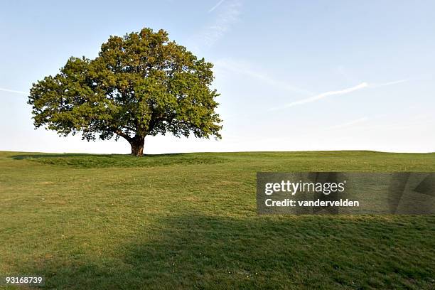 a large full oak tree isolated in green field in the spring - vandervelden stockfoto's en -beelden