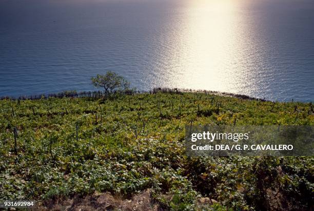 Terraced-vineyards, Riomaggiore , Liguria, Italy.