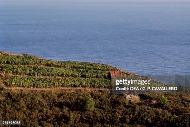 Vineyards along the coast, Riomaggiore , Liguria, Italy.