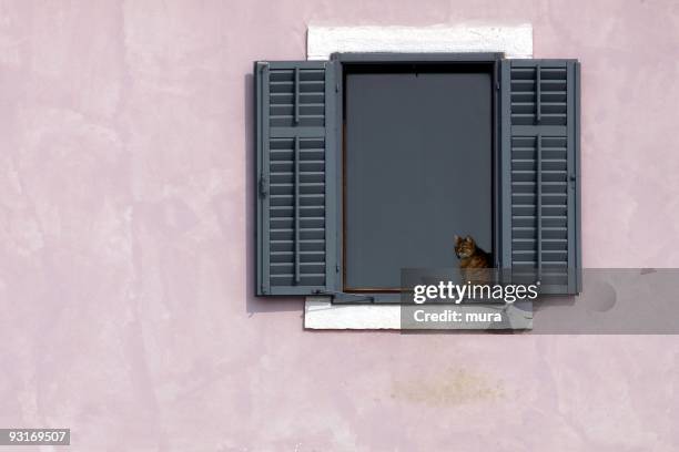 cat in the window - prison window stock pictures, royalty-free photos & images