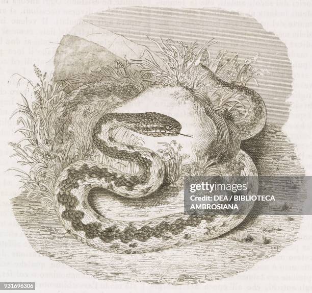 Common viper , reptile, engraving from L'album, giornale letterario e di belle arti, December 14 Year 11.