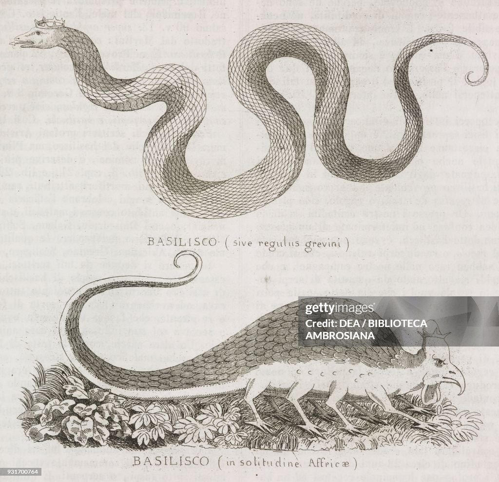 Basilisk Types Basilisk, depicted in its two traditional forms, engraving from... News ...