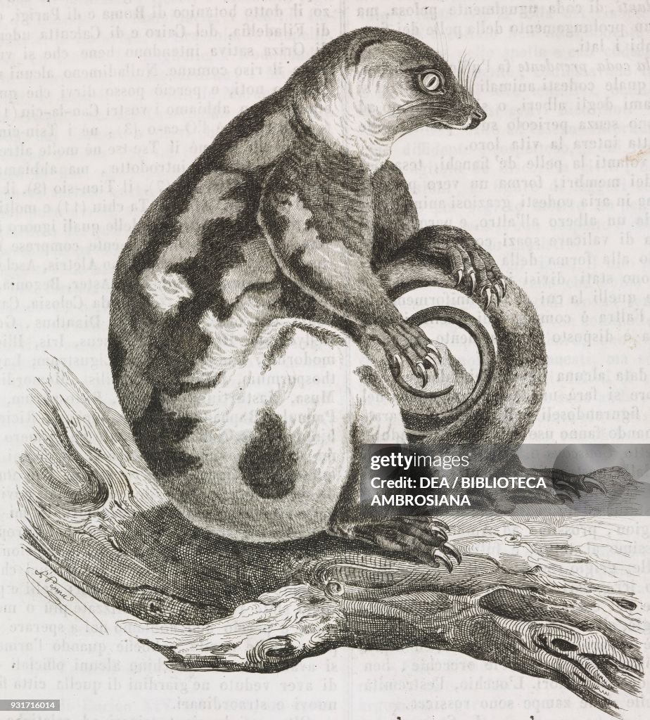 Common spotted cuscus, Waigeo island, New Guinea