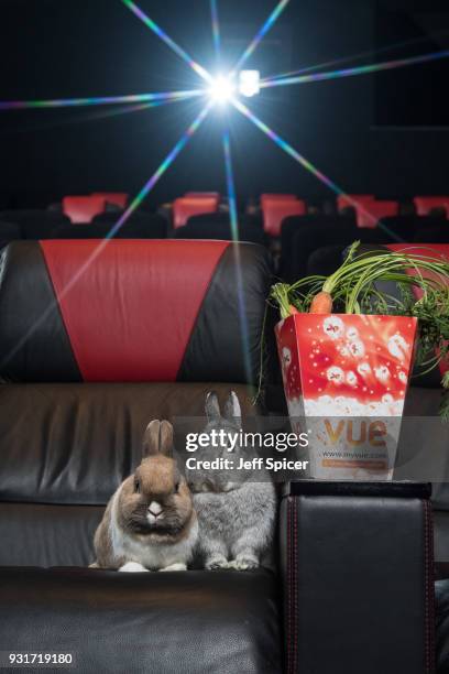 Vue hosts a special screening of Peter Rabbit just for bunnies at Vue in Bedford on February 5, 2018 in Bedford, England.