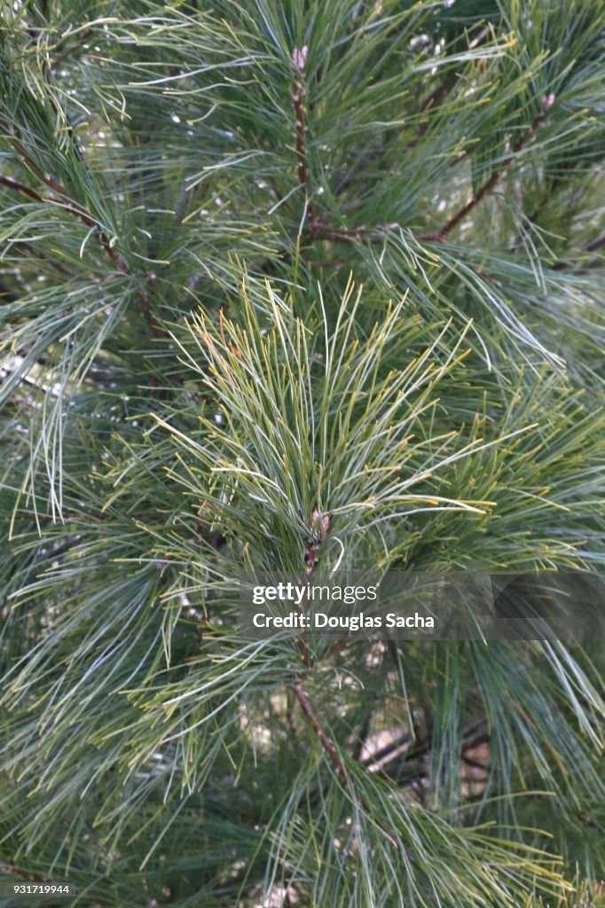 Full frame of a White Pine evergreen tree (Pinus strobus )