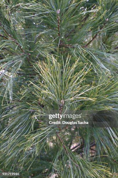 full frame of a white pine evergreen tree (pinus strobus ) - abies balsamea stock pictures, royalty-free photos & images